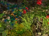 Msd medieval wall ruins cottage garden 3 5a 001