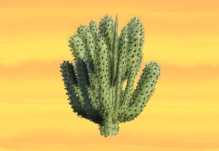 Cactus