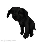 JIAN Lively Labs :: Held Pup Black [Gacha]