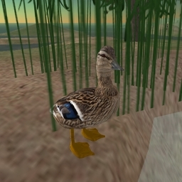 Standing Mallard Female Duck