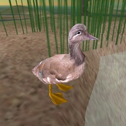 Standing Mandarin Female Duck