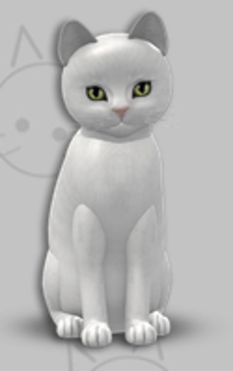 KittyCatS Box - Russian White/5T/Male