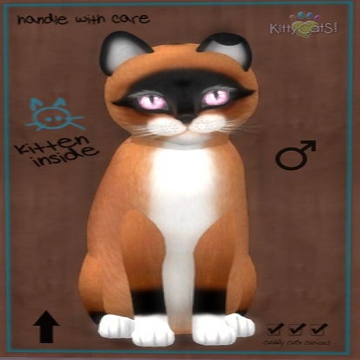 KittyCatS Box - New Born Kitten 1