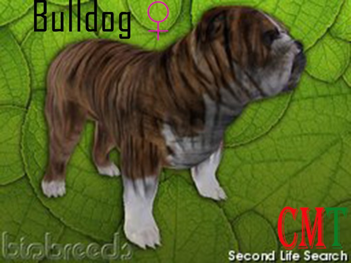 sol's pets & garden Bulldog female