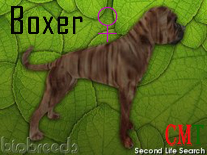 Boxer female