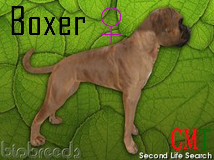Boxer female