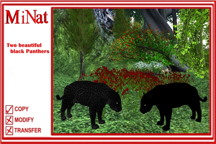 MiNat Two beautiful black Panthers
