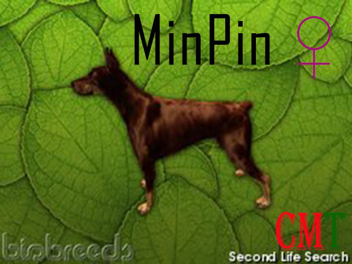 sol's pets & garden MinPin female
