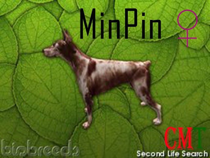 MinPin female