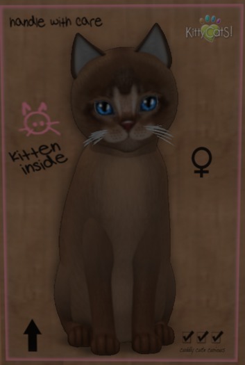 KittyCatS Box -Abyssinian - Rudd