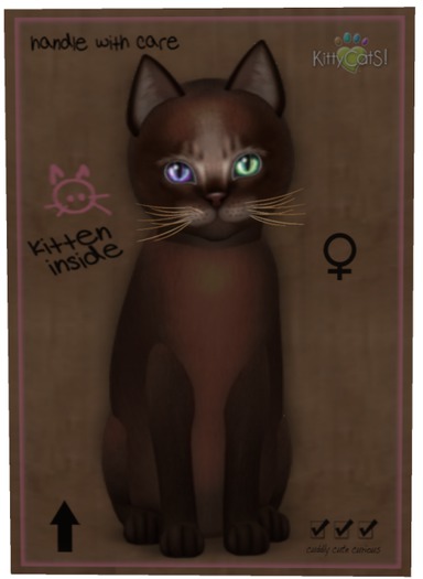 KittyCatS Box - Abyssinian - Dark Chocolate