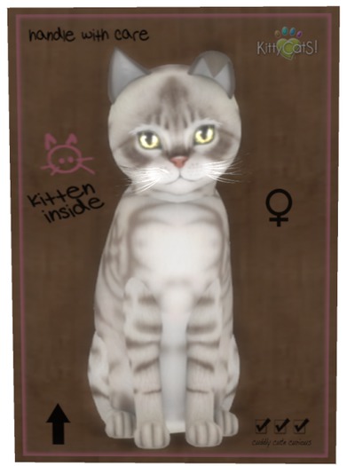 KittyCatS Box - Australian Mist - Blue Marble