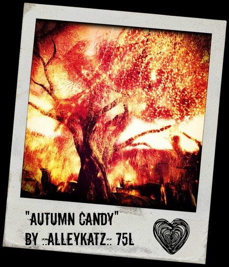 Autumn Candy - AlleyKatz - BOXED
