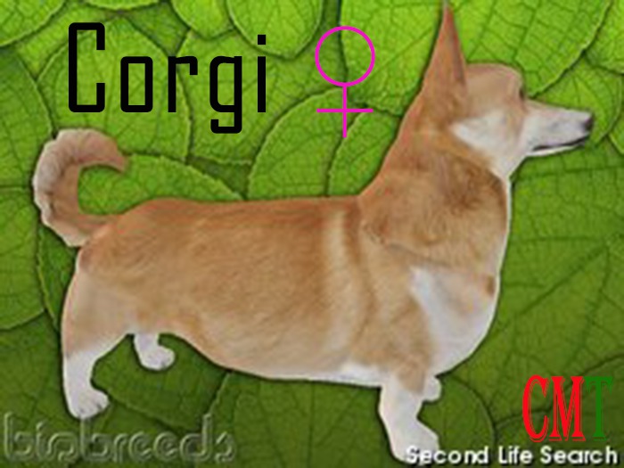 Corgi female