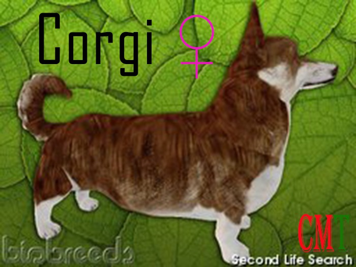 sol's pets & garden Corgi female