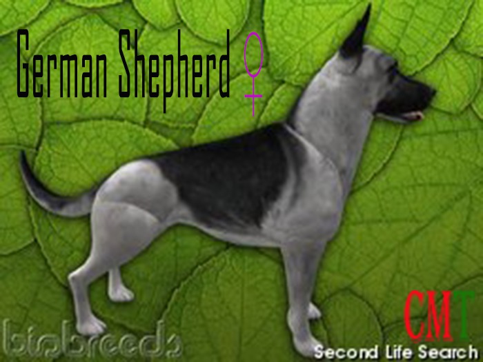 German Shepherd female