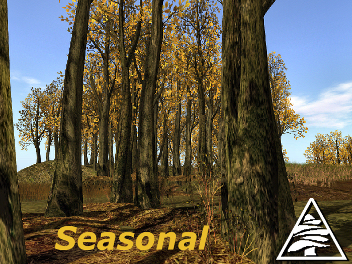 Beech forest season C/M