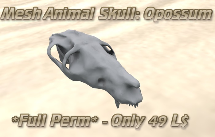 Mesh animal skull (Opossum) with textures *FULL PERM*