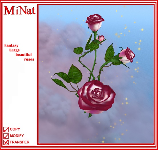 MN Fantasy Large beautiful roses