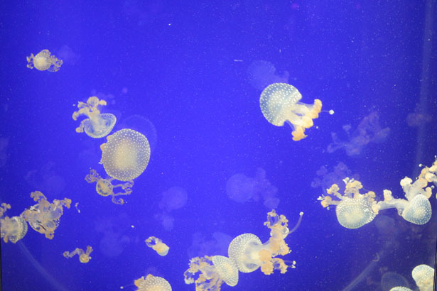 Tiny Jellyfish Card *boxed*