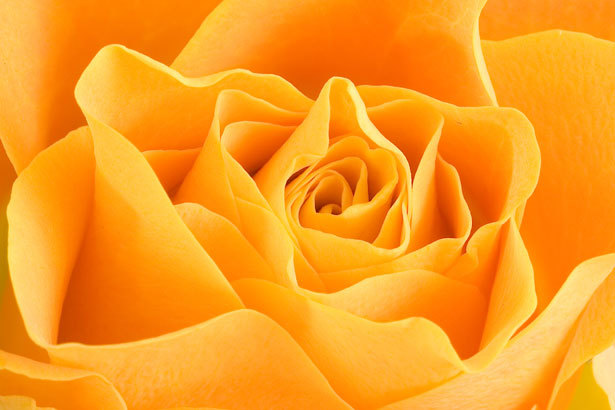 Rose orange Card *boxed*