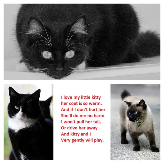 cat collage