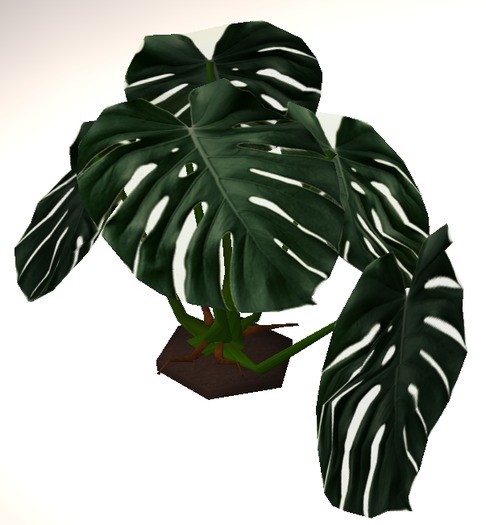 pot wit monstera deliciosa