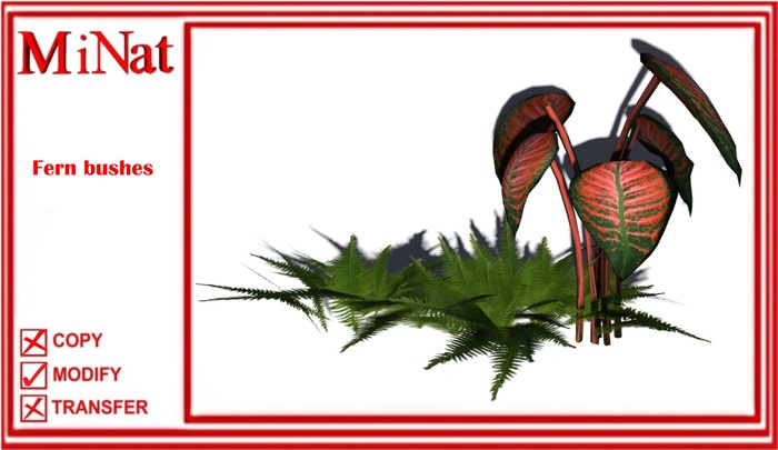 NiNat Fern bushes