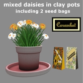 GF - mixed daisies in clay pot including seed bags