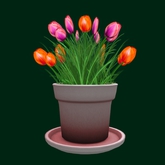 GF - Tulips in clay pot - mixed (orange/purple)