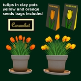 GF - Tulips in clay pots - orange and yellow with seed bags