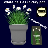 GF - white daisies in clay pot + organic seeds