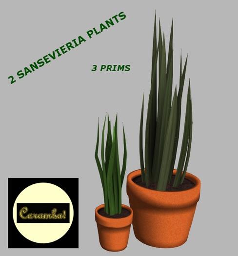 GP - 2 Sansevieria plants (with resize script)