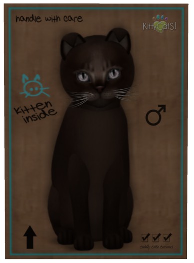 KittyCatS Box - Abyssinian - Dark Chocolate