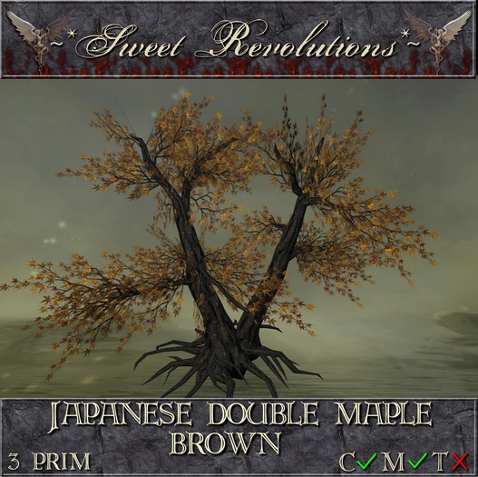 ~*SR*~ Japanese Double Maple ~ Brown cm Box