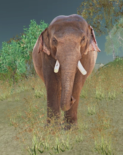 Elephant (Indian)