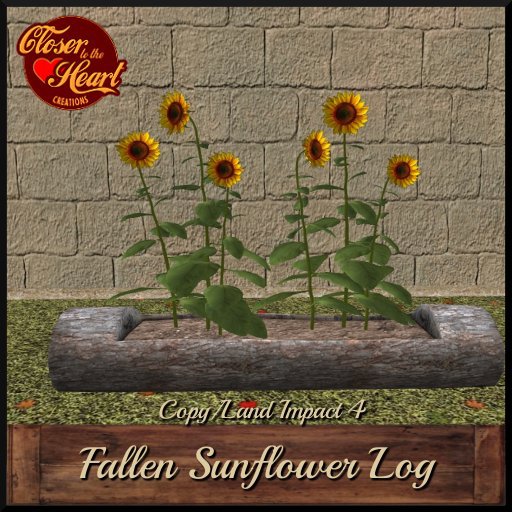 Fallen Sunflower Log