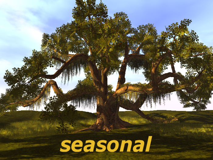 Ancient Virginia Live Oak SEASON C/M