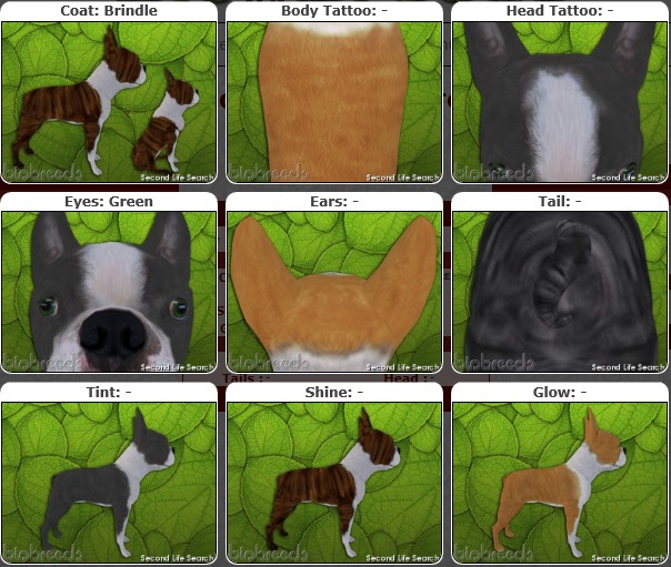 BB BT Box- ♂M - Brindle