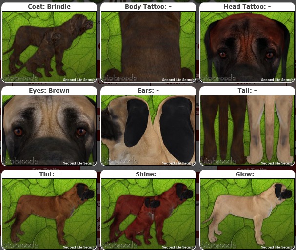 BB Mastiff Box-♀F-Brindle