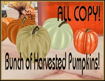 Four Versions of Harvested Pumpkins & Bonus JackO'Lantern