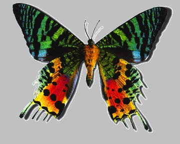 Particle Butterflies orange green