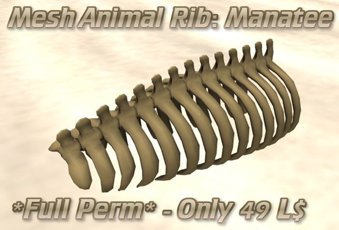 Manatee Rib