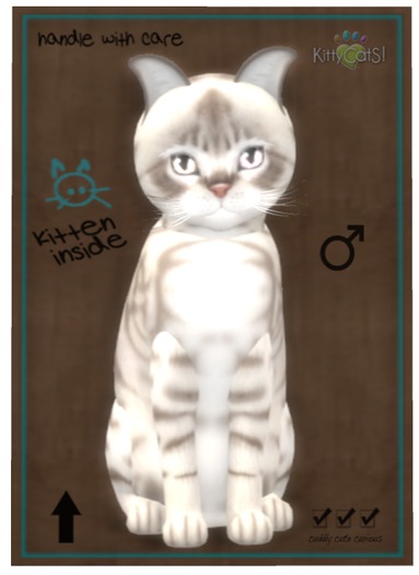 KittyCatS Box - Australian Mist - Blue Marble