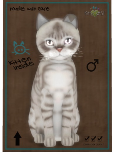 KittyCatS Box - Australian Mist - Blue Marble