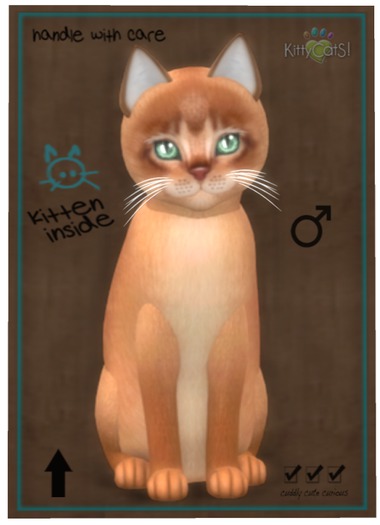 KittyCatS Box - Abyssinian - Cinnamon