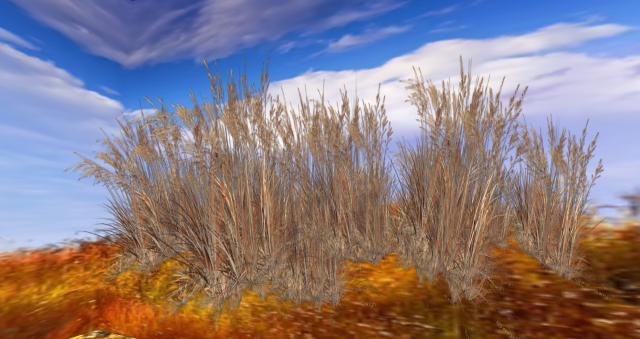 Autumn grass 1