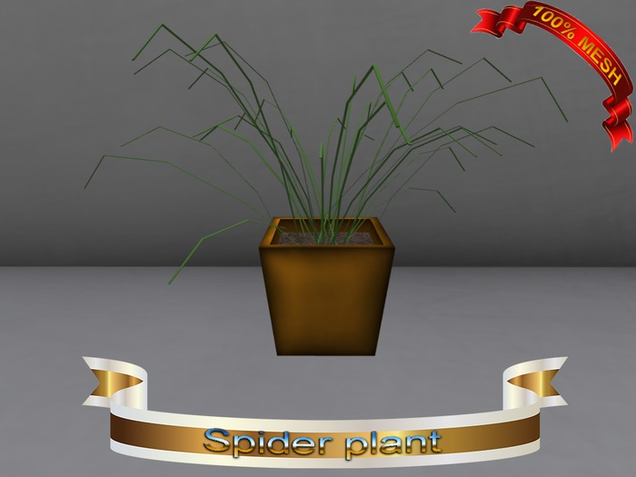 Spider plant(BOX)-Freedom creations