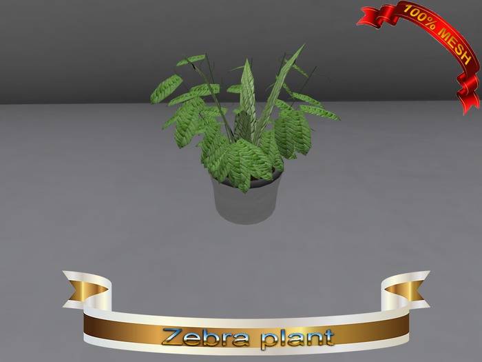 Zebra plant(BOX)-Freedom creations