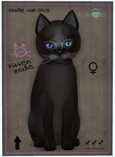 KittyCatS Box - Abyssinian - Dark Chocolate